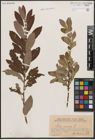 Foto von Salix cinerea L.
